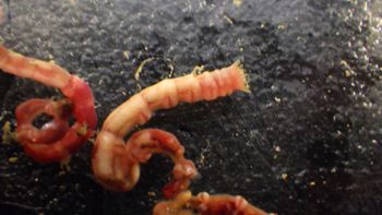 Media type: image;   Invertebrate Zoology 153142 Description: live specimen;